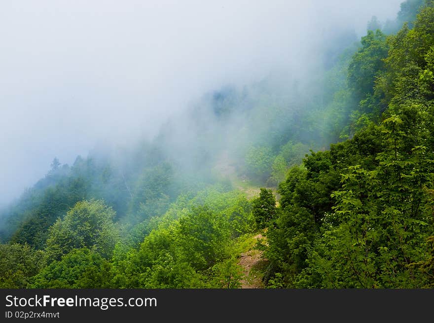 Blue mist envelops the mountain forest. Blue mist envelops the mountain forest