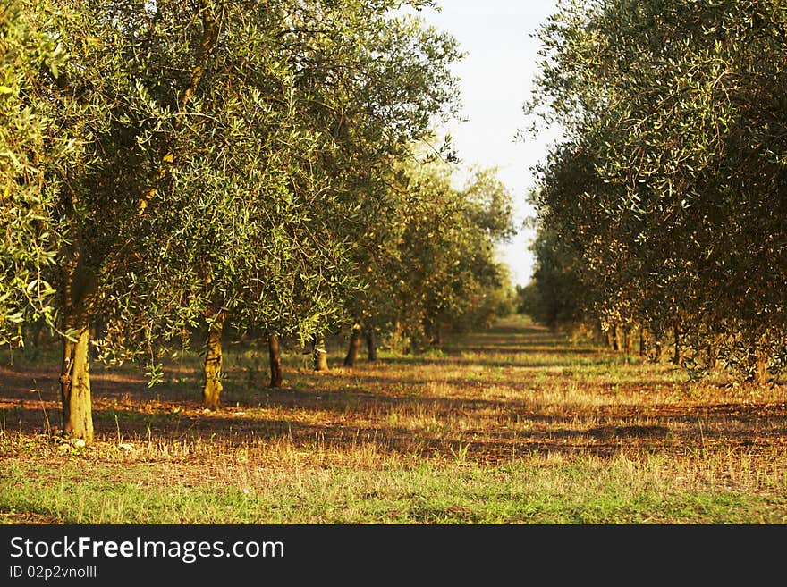 Olive orchard in southern Italy, July 2009. Olive orchard in southern Italy, July 2009