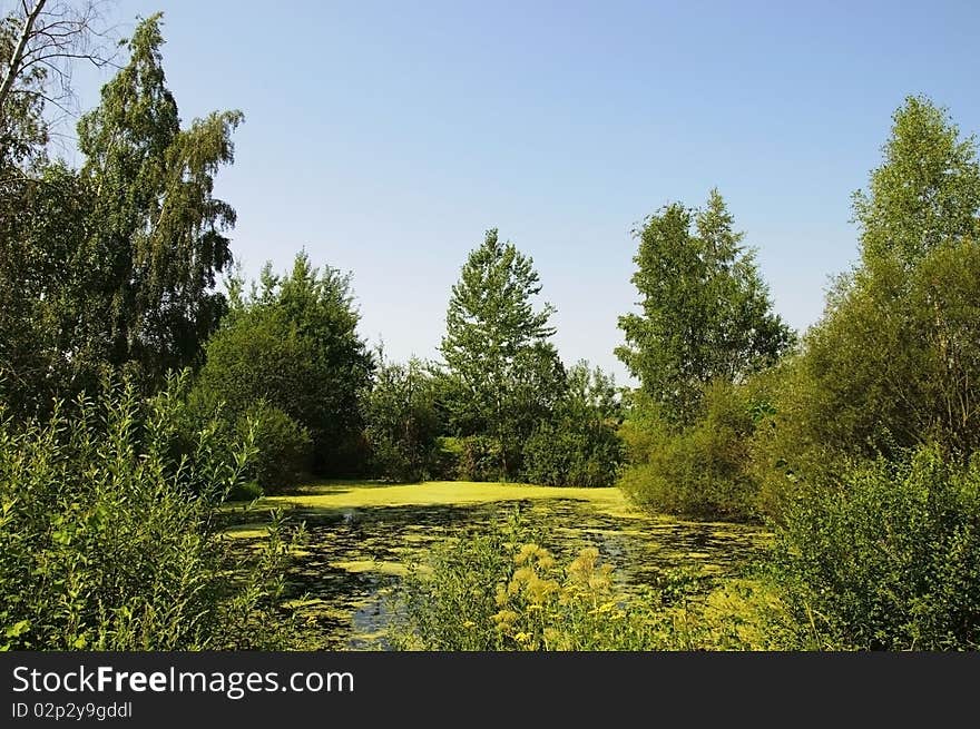 Little belorussian swamp landscape