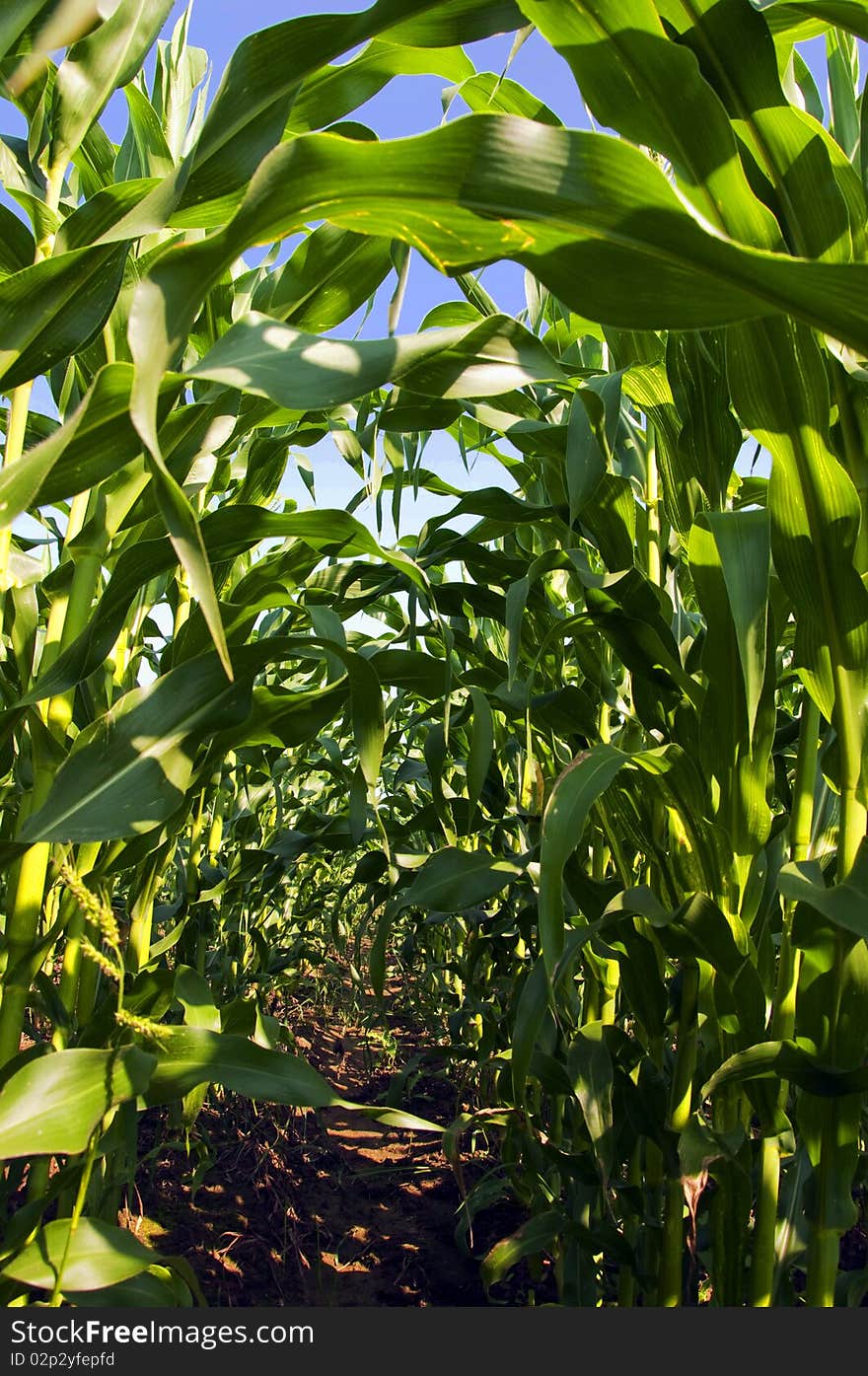 Point of view the bed of a corn field