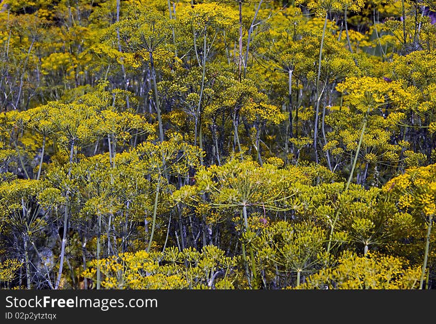 Nice and mysterious dill little forest scenery