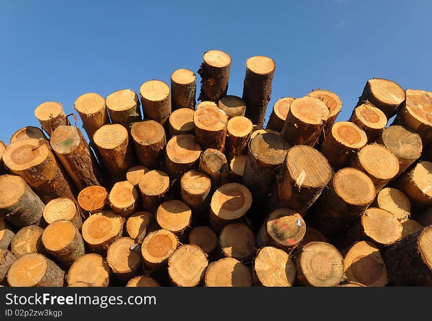 A huge assortment of trunks shot at a sout-west German sawmill