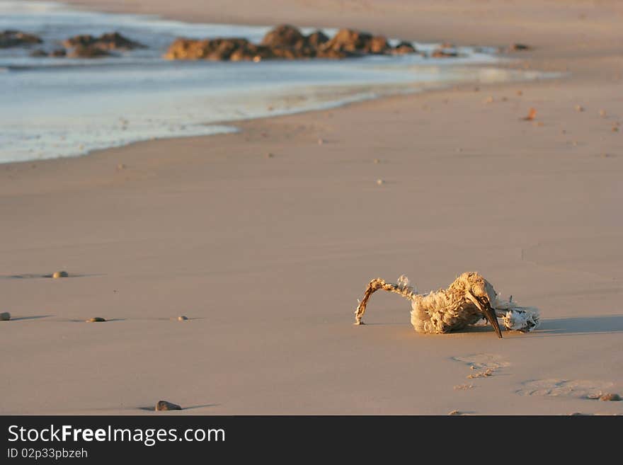 Dead gannet on the beach with shore line in background. Dead gannet on the beach with shore line in background