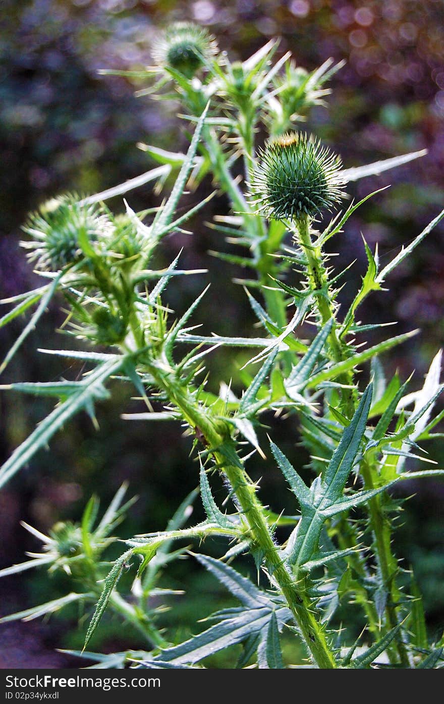 Thistle branch with many flower buds that are about to open. Thistle branch with many flower buds that are about to open