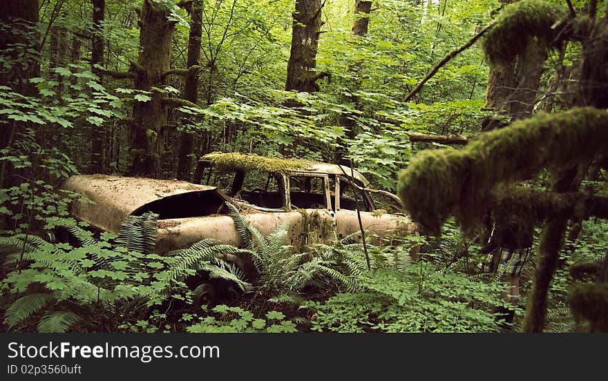 An old, bent, rusty antique car with moss growing on it sits in the woods. An old, bent, rusty antique car with moss growing on it sits in the woods.