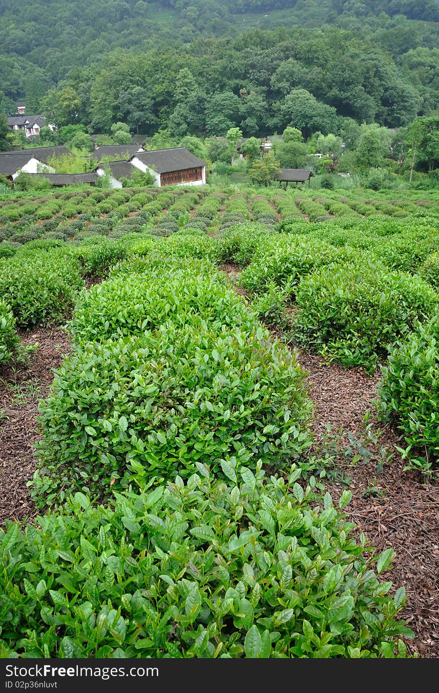 Tea plants fields