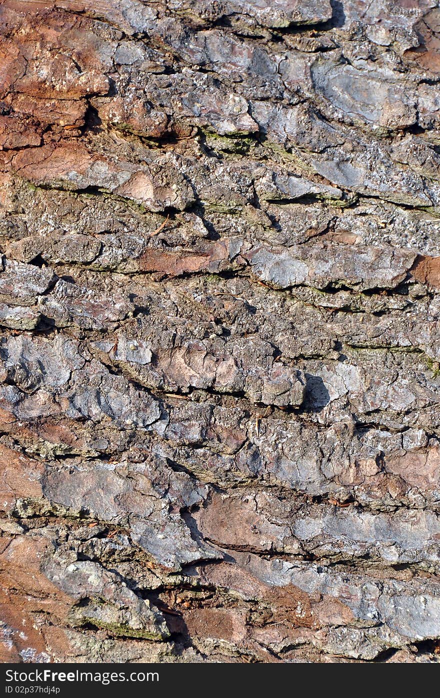 Wood texture on a huge old trunk