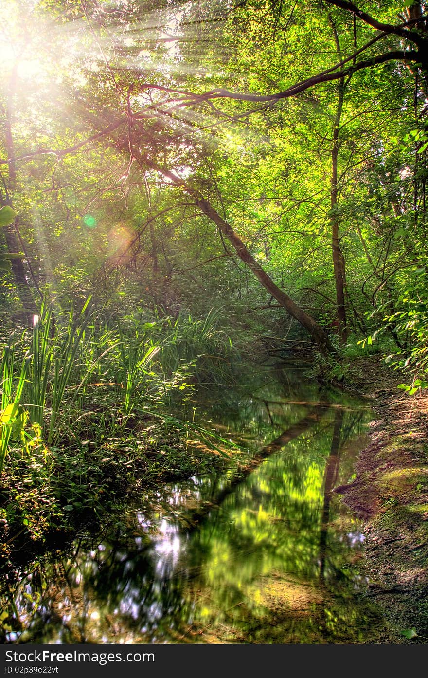 Summer forest landscape