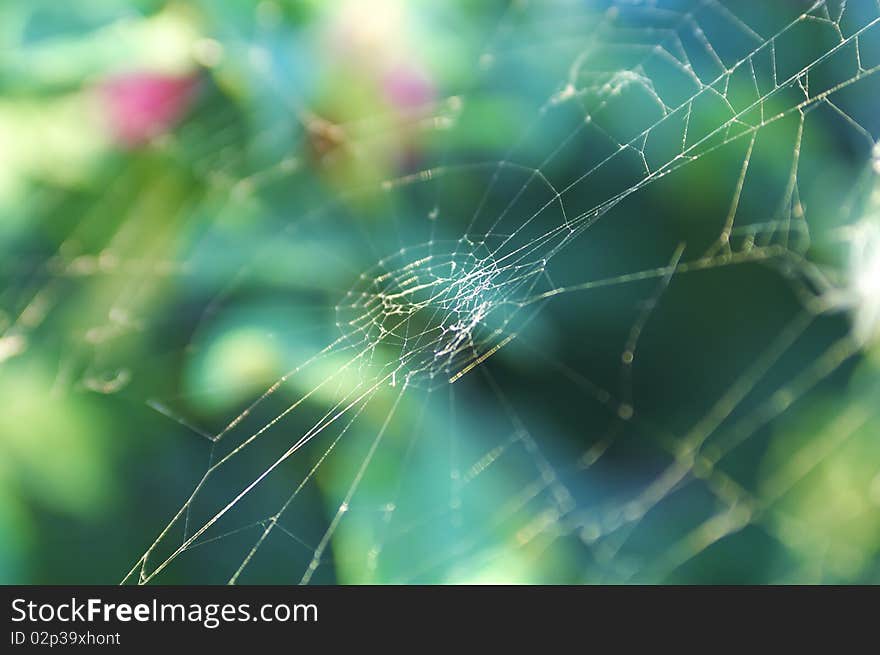 Thin cobweb on a background of green foliage. Shallow DOF.