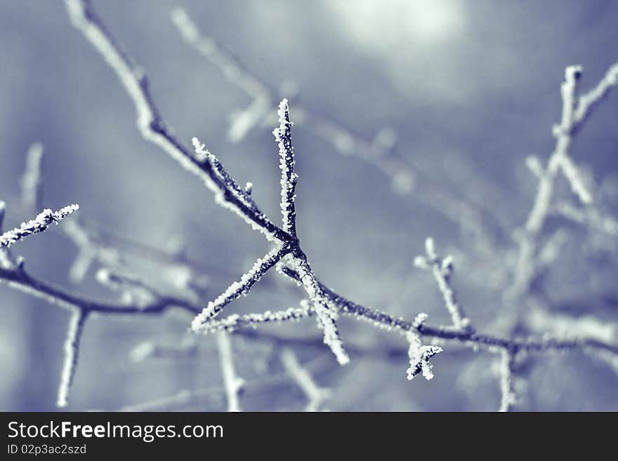 Close up of a frozen branch with shallow depth of field. Close up of a frozen branch with shallow depth of field