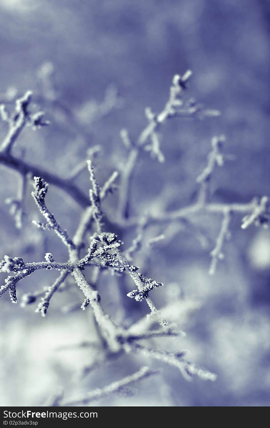 Close up of a frozen branch with shallow depth of field. Close up of a frozen branch with shallow depth of field