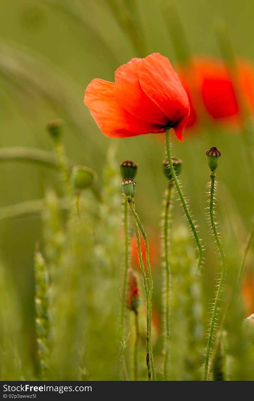 Red poppy in the wind
