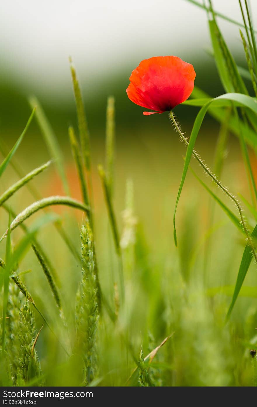 Red poppy in a green wheat field