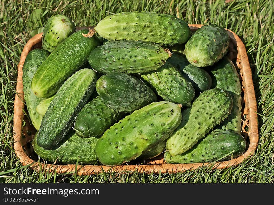 Cucumbers