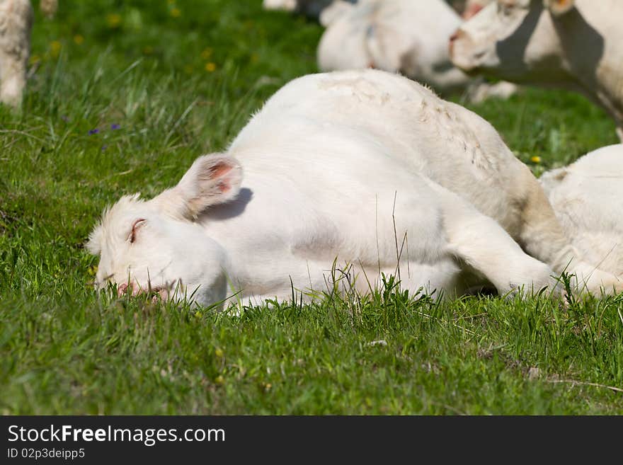 Calf in a prairie