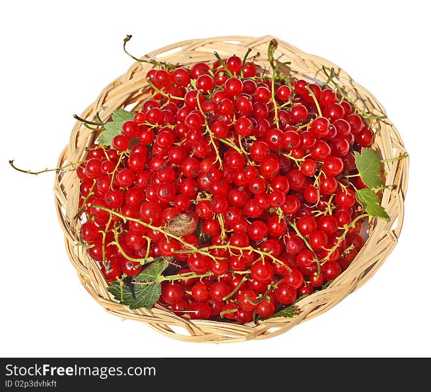 Red currant in a wattled basket on a white background. Red currant in a wattled basket on a white background