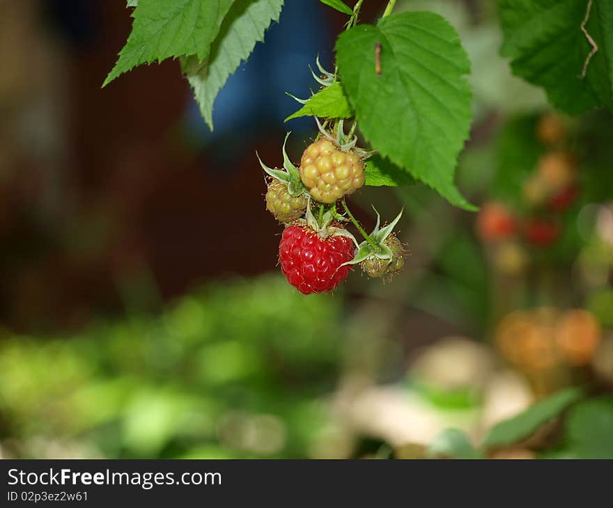 A closeup of a raspberry plant