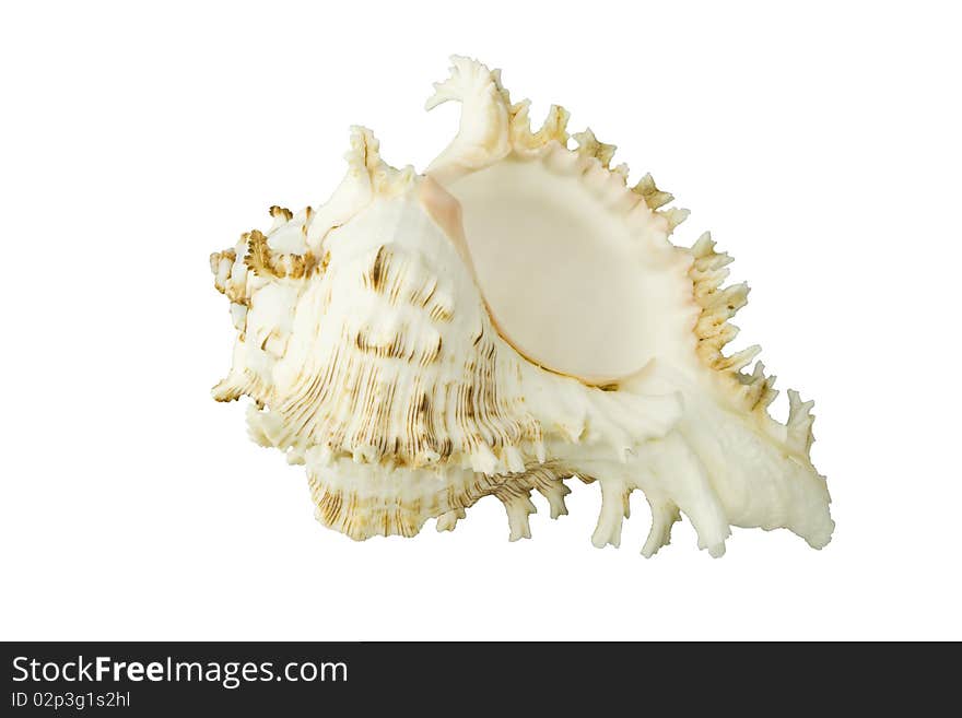 Sea shell isolated on white backgound with clipping path