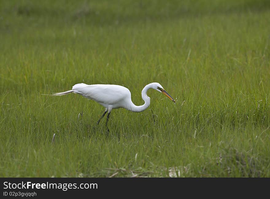 Great Egret