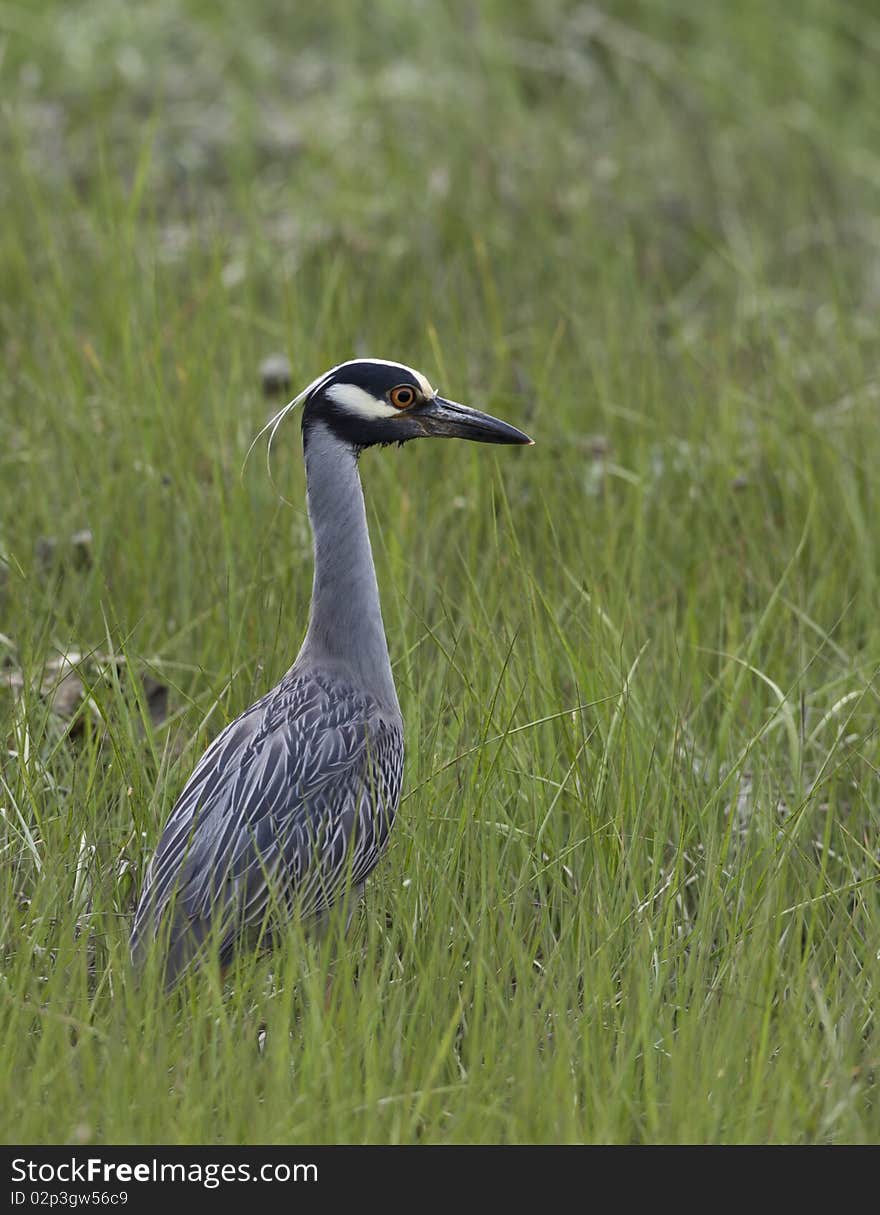 Yellow-crowned night-heron