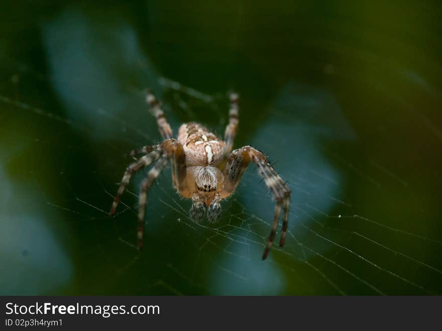 Eye to eye with one of the spiders defending my tent from bugs. Eye to eye with one of the spiders defending my tent from bugs.