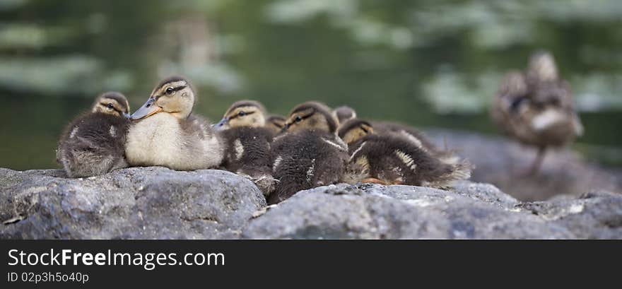 Baby Mallard Duck