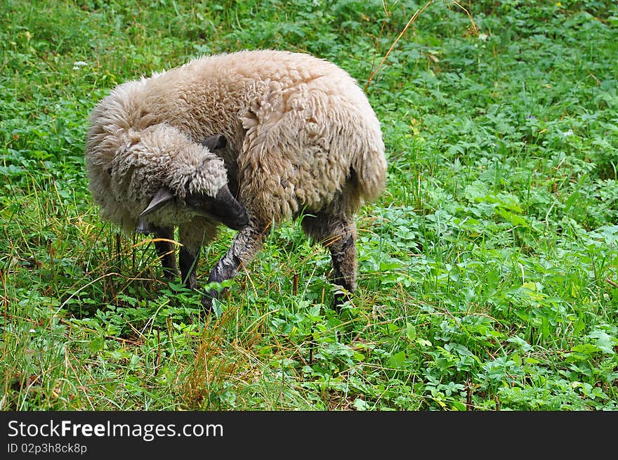 Sheep on a green field