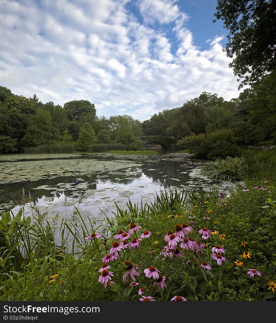 Central Park at the pond