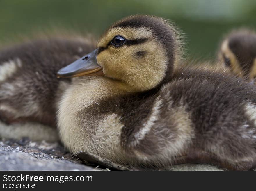 Baby mallard duck