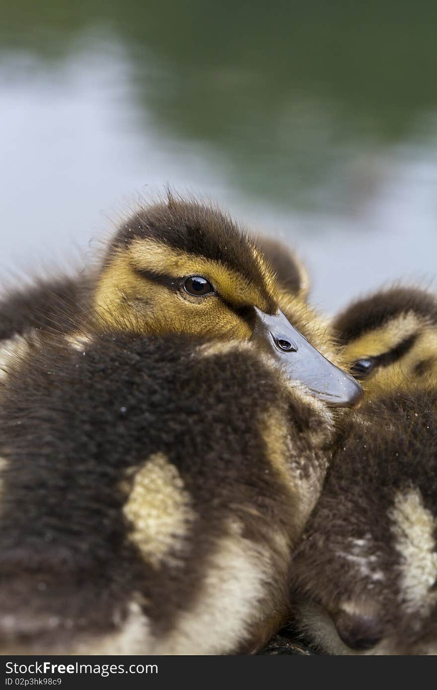 Baby Mallard Duck