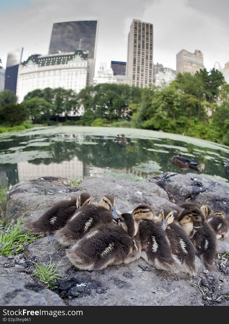 Baby Mallard ducks huddled on rocks in Central Park