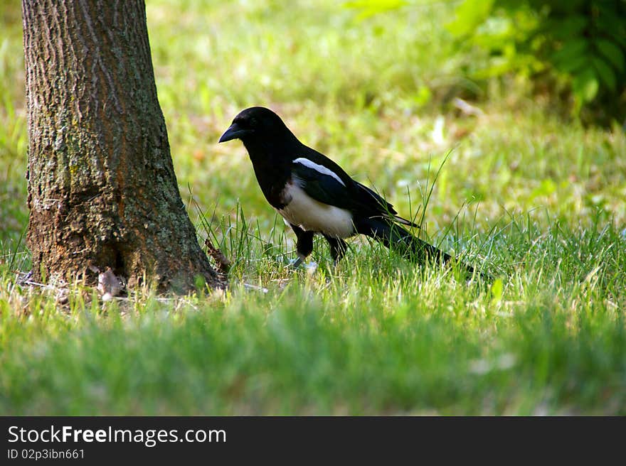 Magpie is looking for insects on the lawn