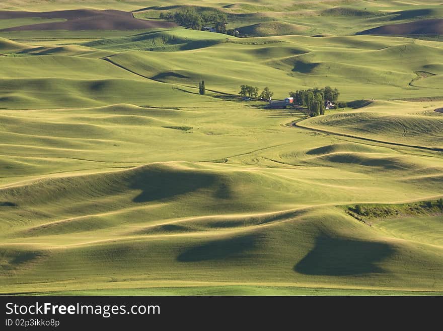 The palouse farmland near Steptoe Butte, Washington. The palouse farmland near Steptoe Butte, Washington.