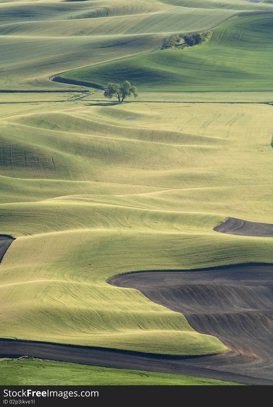 A lone tree sits in the middle of a vast farm field in the Palouse region near Steptoe, Butte, Washington. A lone tree sits in the middle of a vast farm field in the Palouse region near Steptoe, Butte, Washington.