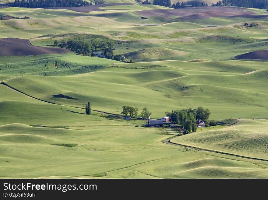 Rolling Hills In The Palouse.