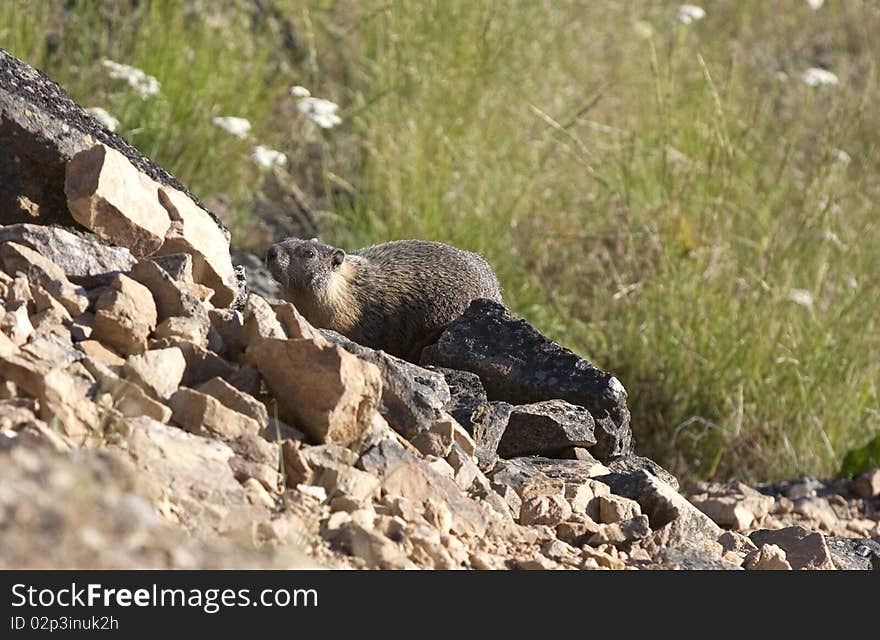 A small marmot on the side of a rocky slop. A small marmot on the side of a rocky slop.