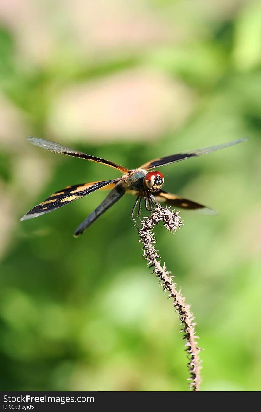 Dragonfly out to get Dan the morning light