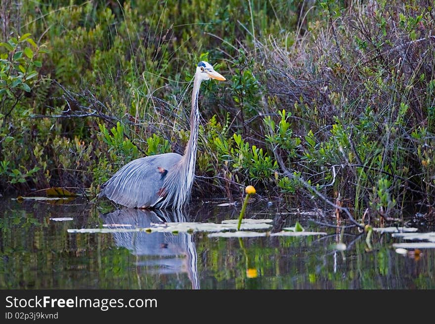 Great Blue Heron