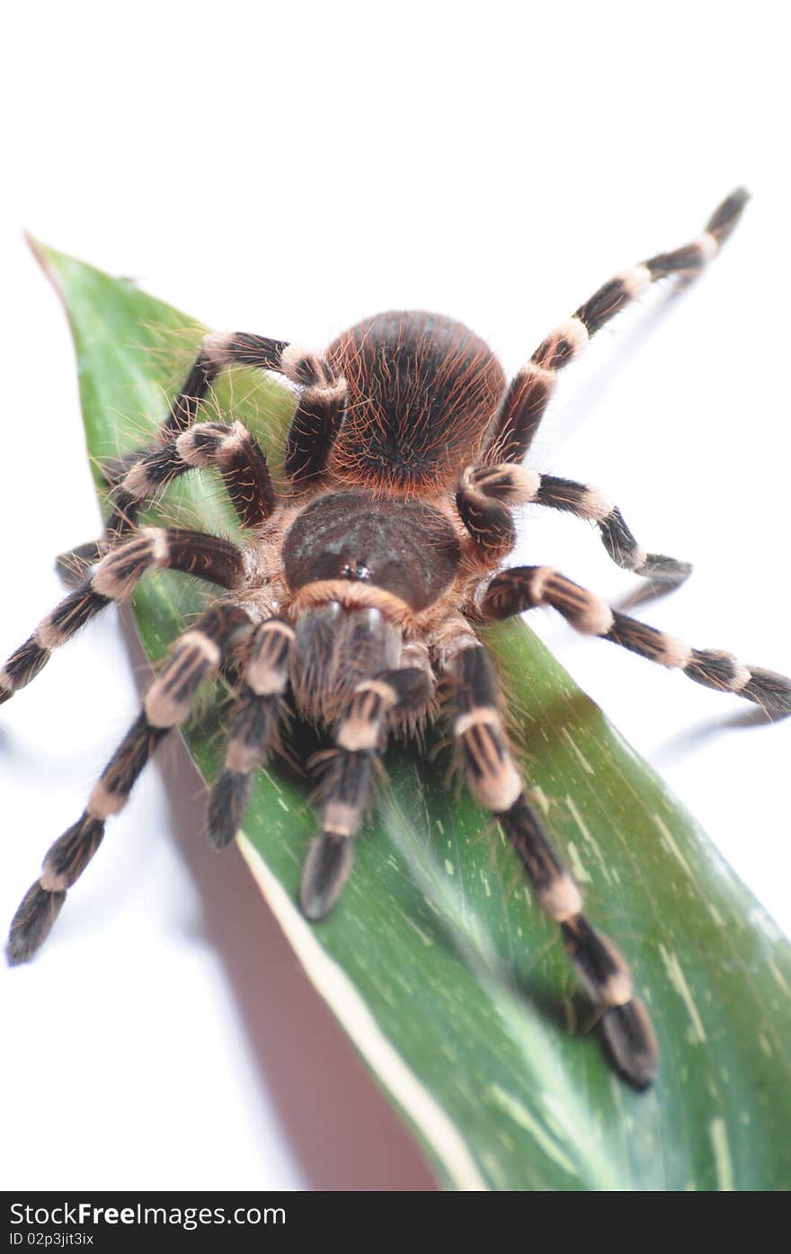 Tarantula isolated on white background.