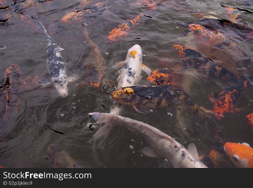 School of Koi fish at feeding time. School of Koi fish at feeding time