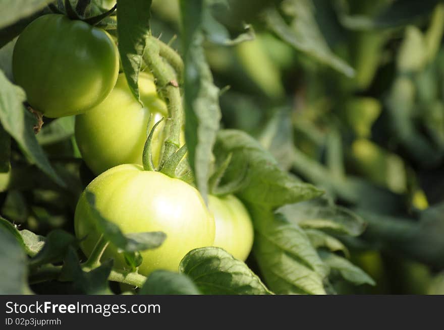 Fresh tomatoes growing in a country garden. Fresh tomatoes growing in a country garden.