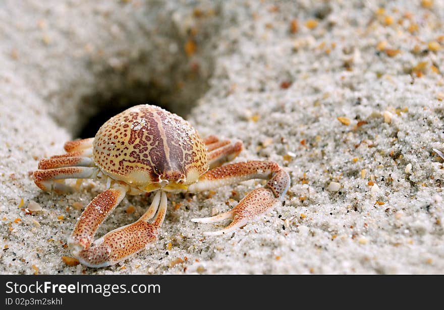 A close-up image of a crab's exoskeleton outside a crab burrow on the beach.