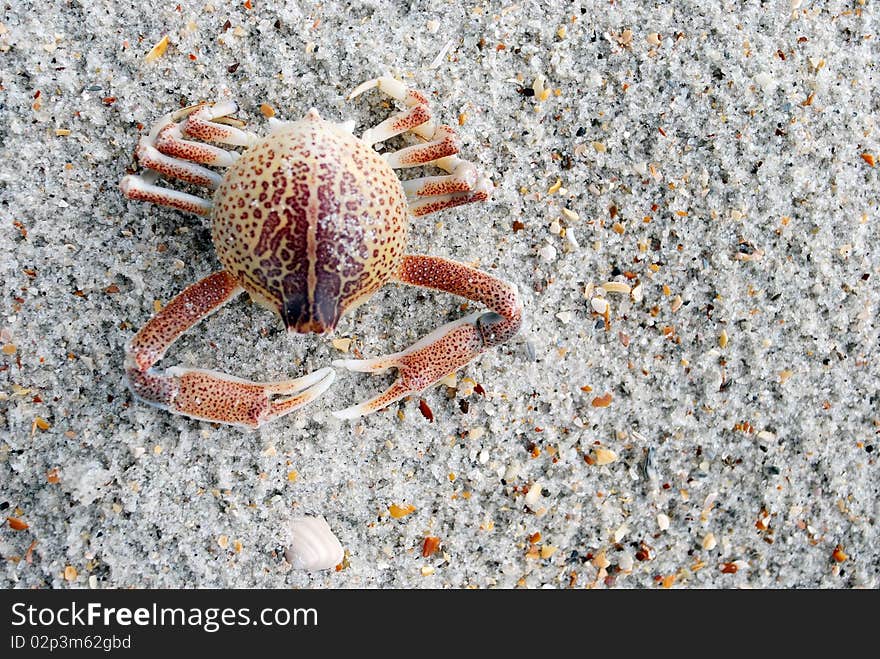 A close-up image of a crab's exoskeleton on the beach.