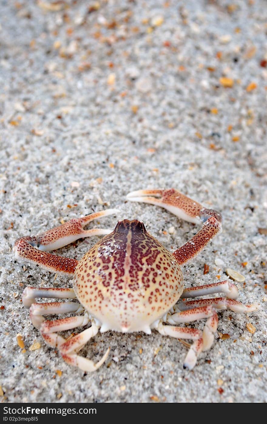 A close-up image of a crab's exoskeleton on the beach.