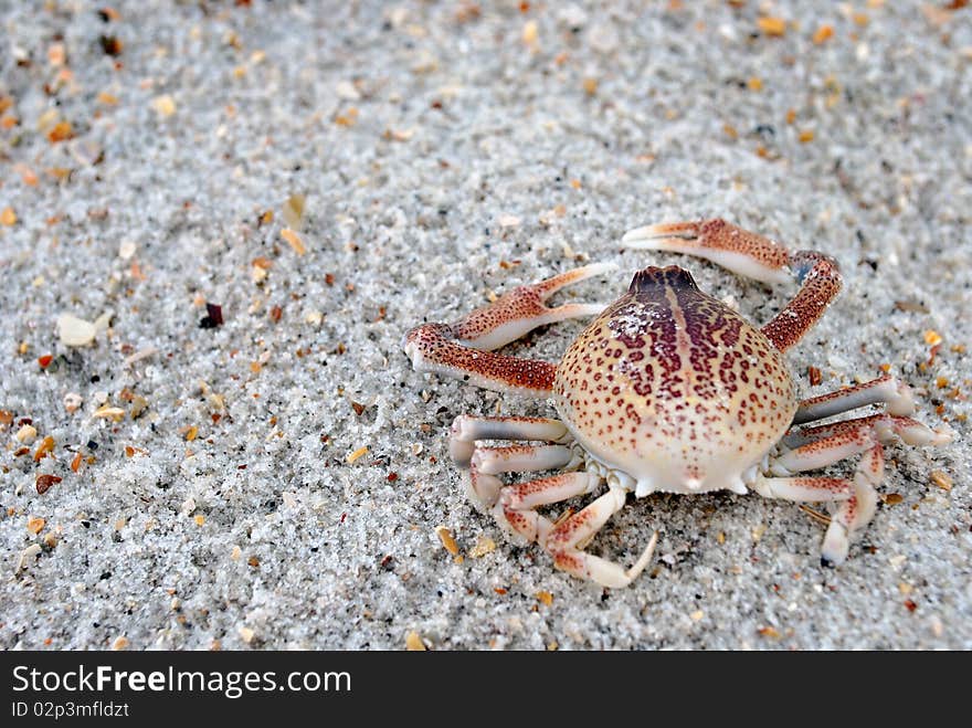 A close-up image of a crab's exoskeleton on the beach.