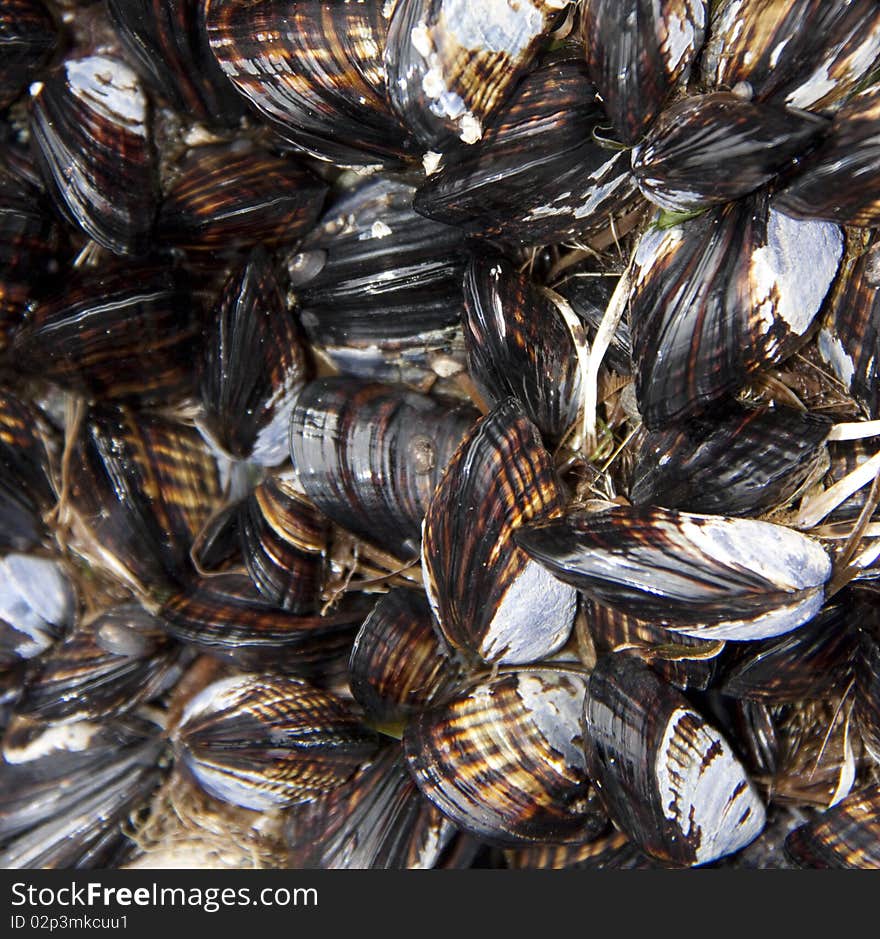 Mussels bunched together