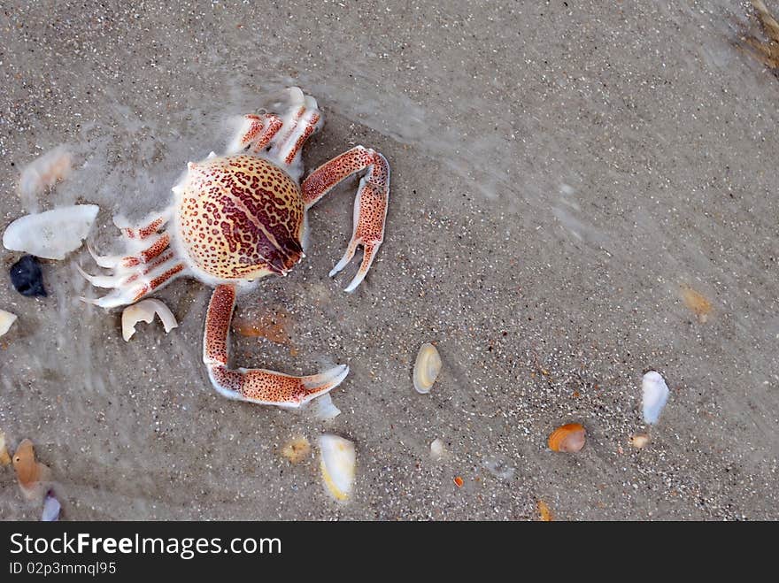 A close-up image of a crab's exoskeleton on the beach.