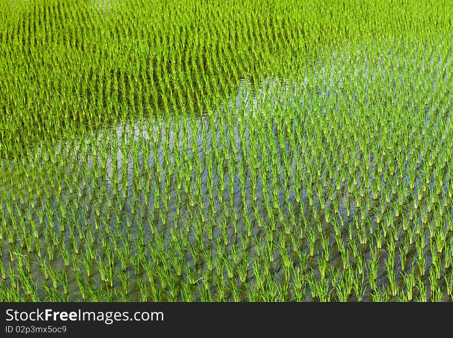 Recently planted rice field