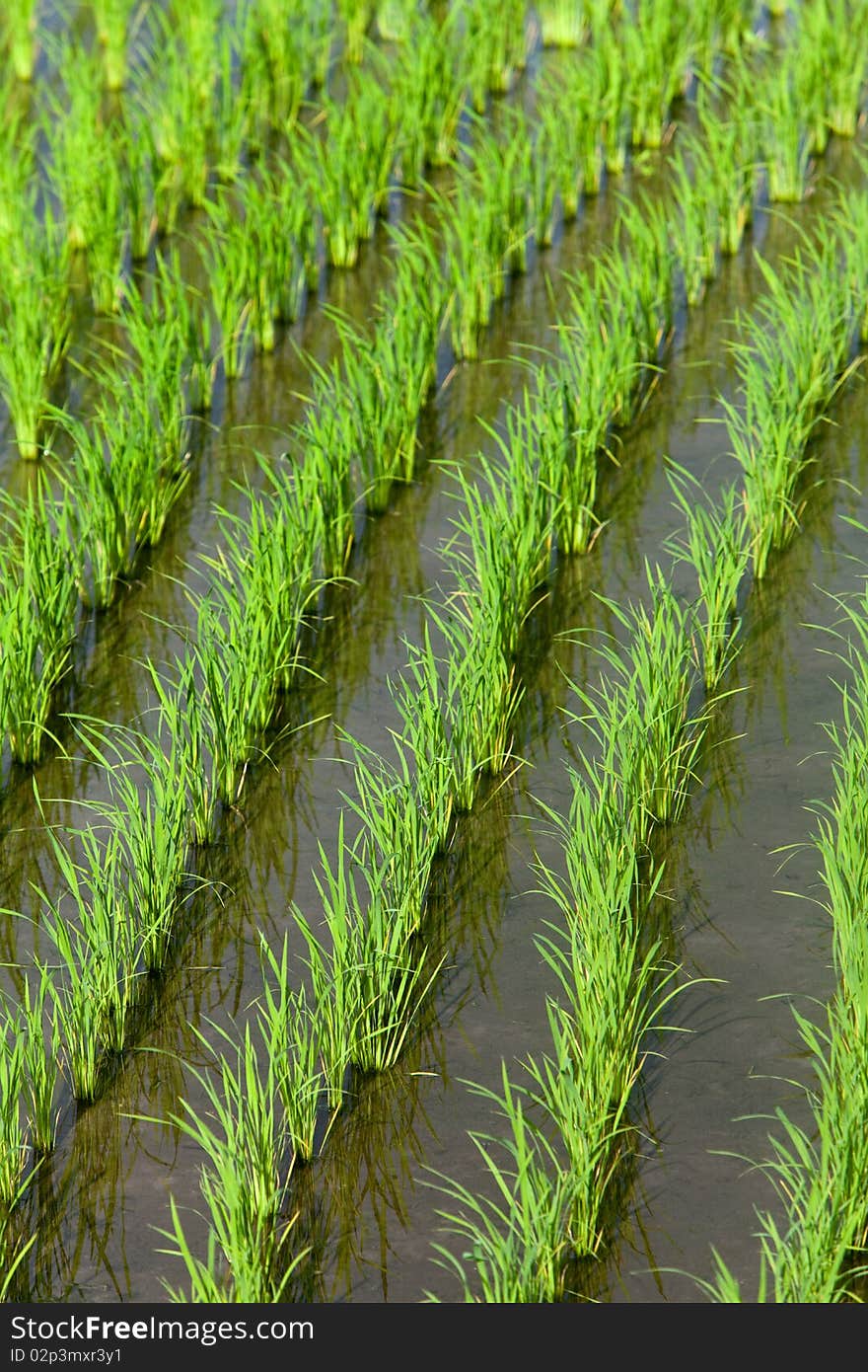 Recently planted rice field