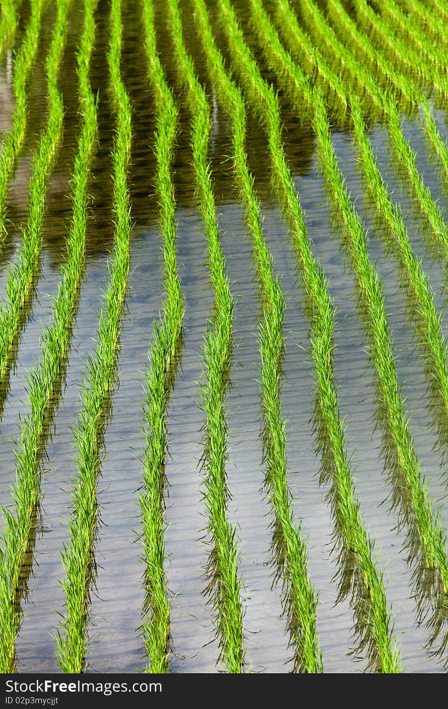 Recently planted rice field